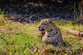 Jaguar, Panthera Onca, on a riverbank, Cuiaba River, Porto Jofre, Pantanal Matogrossense, Mato Grosso, Brazil