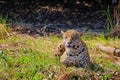 Jaguar, Panthera Onca, on a riverbank, Cuiaba River, Porto Jofre, Pantanal Matogrossense, Mato Grosso, Brazil