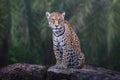 Jaguar - Spotted Big Cat Royalty Free Stock Photo