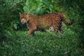 Jaguar - Spotted Big Cat Royalty Free Stock Photo