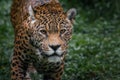 Jaguar - Spotted Big Cat Royalty Free Stock Photo