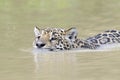 Jaguar swimming in water