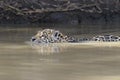 Jaguar swimming in water Royalty Free Stock Photo