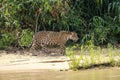 Jaguar (Panthera onca) walking along the river edge in sunlight, side view, Pantanal Wetlands, Mato Grosso, Brazil Royalty Free Stock Photo