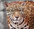 Jaguar - Panthera onca. Wildlife Royalty Free Stock Photo