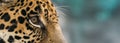 Jaguar ( Panthera onca ) Royalty Free Stock Photo