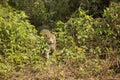 Jaguar Pausing in front of Jungle Entrance