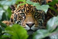 Jaguar Peering Through Foliage in the Jungle. Generative AI