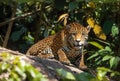 Jaguar in the peruvian Amazon jungle Royalty Free Stock Photo