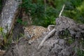 jaguar poised at the base of a fallen tree