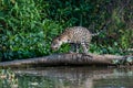 Jaguar poised to jump into the river