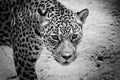 Jaguar portrait Royalty Free Stock Photo