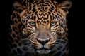 Jaguar portrait on black background