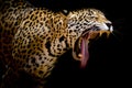 Jaguar portrait