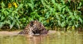 Jaguar with prey in its teeth floats on the river. A rare moment.