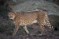 Jaguar on the Prowl Royalty Free Stock Photo