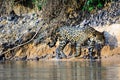 Jaguar on the prowl on the banks of the Cuiaba river Royalty Free Stock Photo