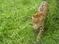 Jaguar Prowl Royalty Free Stock Photo