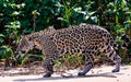 A Jaguar on the prowl Royalty Free Stock Photo