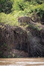 Jaguar prowling through bushes on river bank Royalty Free Stock Photo