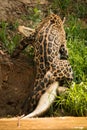 Jaguar pulling yacare caiman up river bank Royalty Free Stock Photo