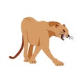 Jaguar Puma Lion panther. Vector illustration. Animal isolated Royalty Free Stock Photo