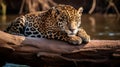 A Jaguar relaxes on a tree trunk on the banks of the Tambopata river. generative ai Royalty Free Stock Photo