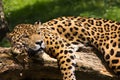 Jaguar relaxing Royalty Free Stock Photo