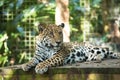 Jaguar Royalty Free Stock Photo