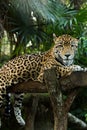 Jaguar relaxing on log closeup in jungle