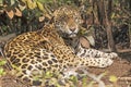 Jaguar Resting in the Jungle Royalty Free Stock Photo