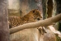 Jaguar resting on a rock