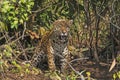 Jaguar Roaring in the Jungle