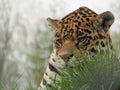 Jaguar`s face peaking over grass