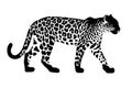 Jaguar silhouette isolated on white background