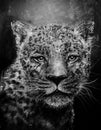 Jaguar sketch in charcoal