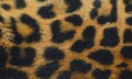 Jaguar skin