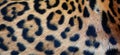 Jaguar skin is a feline in the Panthera genus