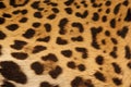 Jaguar skin