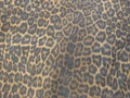 Jaguar skin pattern