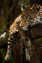 Jaguar sleeping on log closeup in jungle Royalty Free Stock Photo