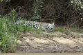 Jaguar sleeping on a river bank