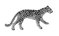 Jaguar spotted silhouette in walking. Vector wild animal graphic illustration. Black isolated on white background Royalty Free Stock Photo