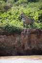 Jaguar standing in bushes on river bank Royalty Free Stock Photo