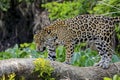 Jaguar standing on a tree trunk against natural background, looking down, Pantanal Wetlands, Mato Grosso, Brazil