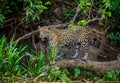 Jaguar stands on a tree above the river in the jungle. Royalty Free Stock Photo
