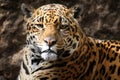 Jaguar staring at camera Royalty Free Stock Photo