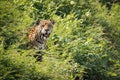 Jaguar staring at camera from leafy bushes