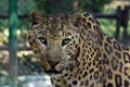 A jaguar staring at camera while it was inside the cage. Royalty Free Stock Photo