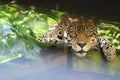 Jaguar staring directly into the camera